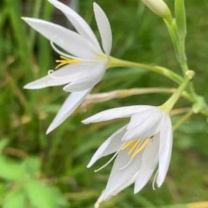 Schizostylis coccinea  'Ice Maiden'  white 3L  in bud