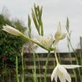Schizostylis coccinea  'Wilfred H.Bryant'  white 9cm