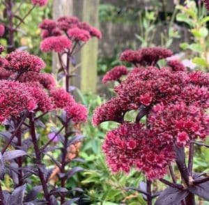 Sedum 'Jose Aubergine'   PBR  9cm