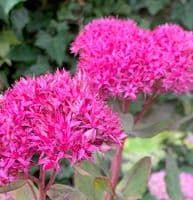 Sedum 'Mr. Goodbud'  PBR   2L     SOLD OUT