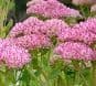 Sedum 'Mr. Goodbud'  PBR   2L     SOLD OUT