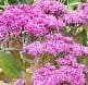 Sedum 'Mr. Goodbud'  PBR   2L     SOLD OUT