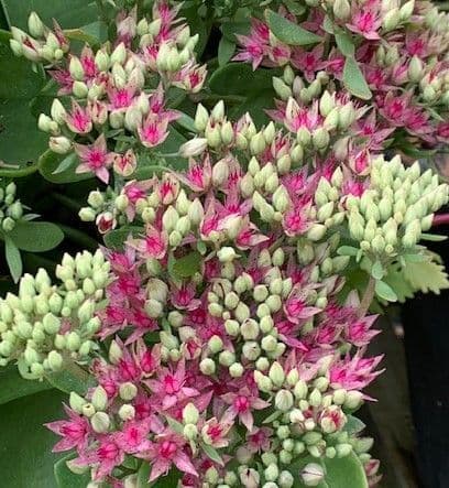 Sedum 'Mr. Goodbud'  PBR   2L     SOLD OUT