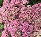 Sedum spectabile 'Autumn Joy'  1L