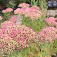Sedum spectabile 'Autumn Joy'  2L