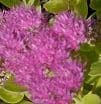 Sedum spectabilis 'Brilliant'  2L  SOLD OUT