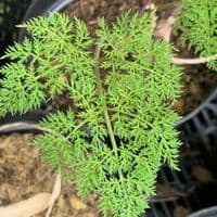 Selenium wallichianum  9cm   SOLD OUT