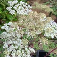 Selenium wallichianum  9cm   SOLD OUT