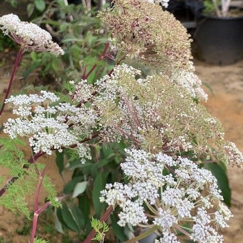 Selenium wallichianum  9cm   SOLD OUT