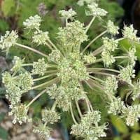 Selinum wallichianum (S.tenuifolium) 3L