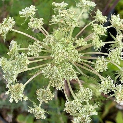 Selinum wallichianum (S.tenuifolium) 3L