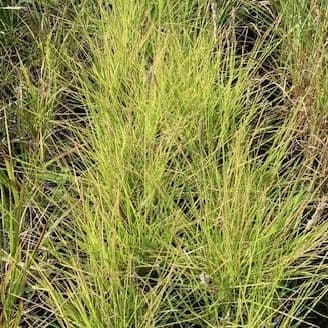 Sesleria autumnalis   3L  SOLD OUT TEMPORARILY
