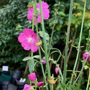 Sidalcea  Starke's hybrids  3L