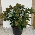 Skimmia 'Fragrant Cloud'   5L  TEMP. OUT OF STOCK