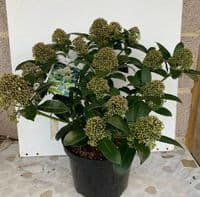 Skimmia 'Fragrant Cloud'   5L  TEMP. OUT OF STOCK