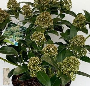 Skimmia 'Fragrant Cloud'   5L  TEMP. OUT OF STOCK