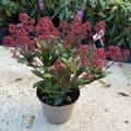Skimmia jap Rubella  10L