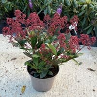 Skimmia jap Rubella  10L