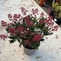 Skimmia jap Rubella  10L