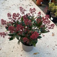 Skimmia jap Rubella  10L