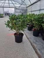 Skimmia jap Rubella  10L