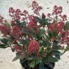 Skimmia jap Rubella  10L