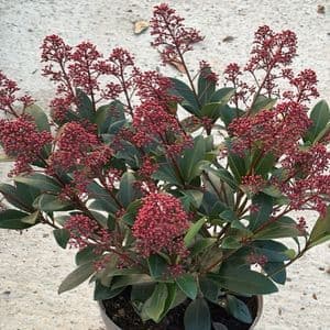 Skimmia jap Rubella  10L