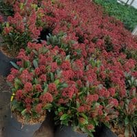 Skimmia jap Rubella  5L