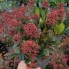 Skimmia jap Rubella  5L
