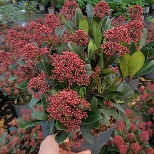 Skimmia jap Rubella  5L