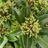 Skimmia x confusa 'Kew Green' 10L READY MAY