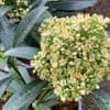 Skimmia x confusa 'Kew Green' 2L  20-30cms SOLD OUT