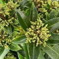 Skimmia x confusa 'Kew Green' 5L 35-40cms