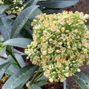 Skimmia x confusa 'Kew Green' 5L 35-40cms