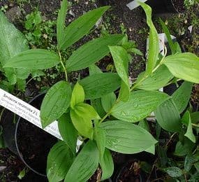 Smilacena racemosa  3L
