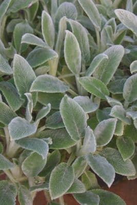 Stachys byzantina 'Silver Carpet'  5L