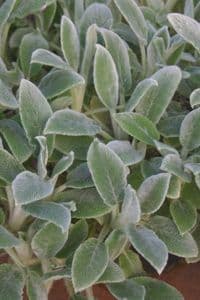 Stachys byzantina 'Silver Carpet' 5L