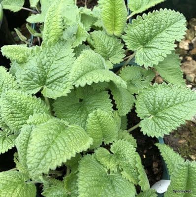 Stachys grandiflora 'Superba'    3L