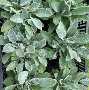 Stachys lanata   2L