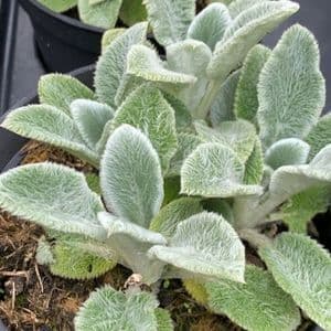 Stachys lanata 'Silver Carpet'  1L