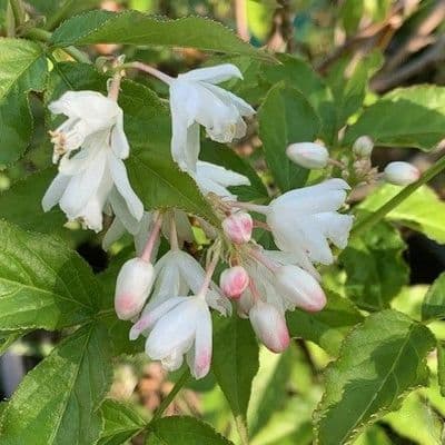 Staphylea holocarpa  bladder nut 20L  60cms