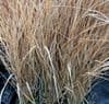 Stipa arundinacea (Anemanthele)  9cm