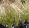 Stipa tenuissima  1L