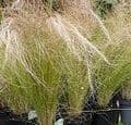 Stipa tenuissima   5L