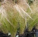 Stipa tenuissima   5L