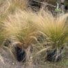 Stipa tenuissima   5L