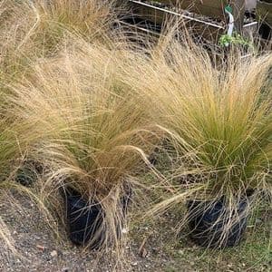 Stipa tenuissima   5L