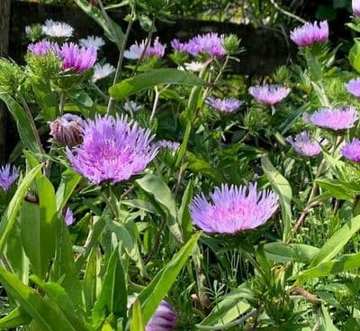 Stokesia laevis 'Blue Star'  2/3L