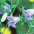 Symphyandra zangezura  (bellflower) 2L