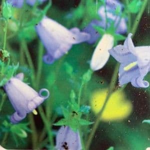 Symphyandra zangezura  (bellflower) 2L